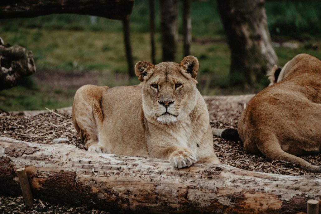 Pexels Alasdair Braxton 621739 2251443